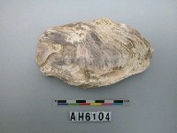 藏品(大牡蠣)的圖片